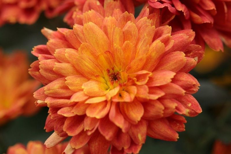 Chrysanthemums
