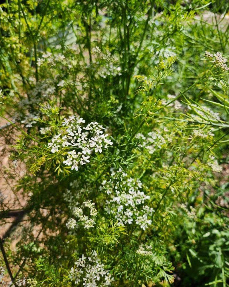 Cilantro