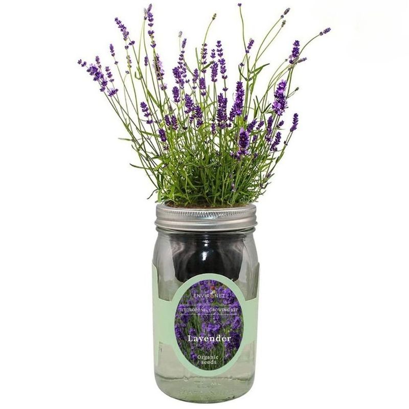 Lavender