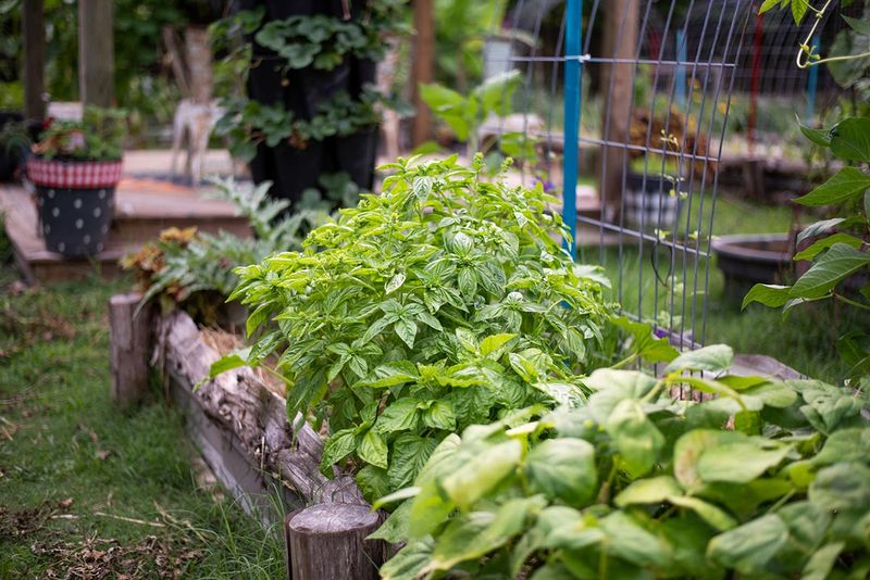 Oregano