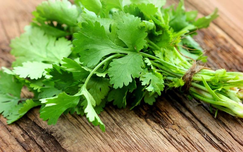 Cilantro (Coriander)