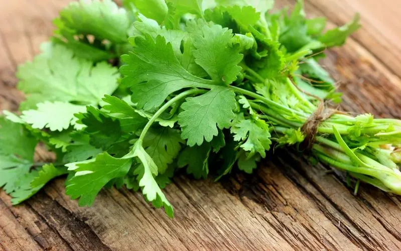 Cilantro (Coriander)