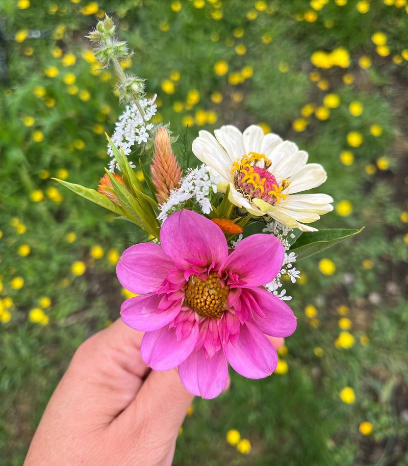 Cilantro Cosmos