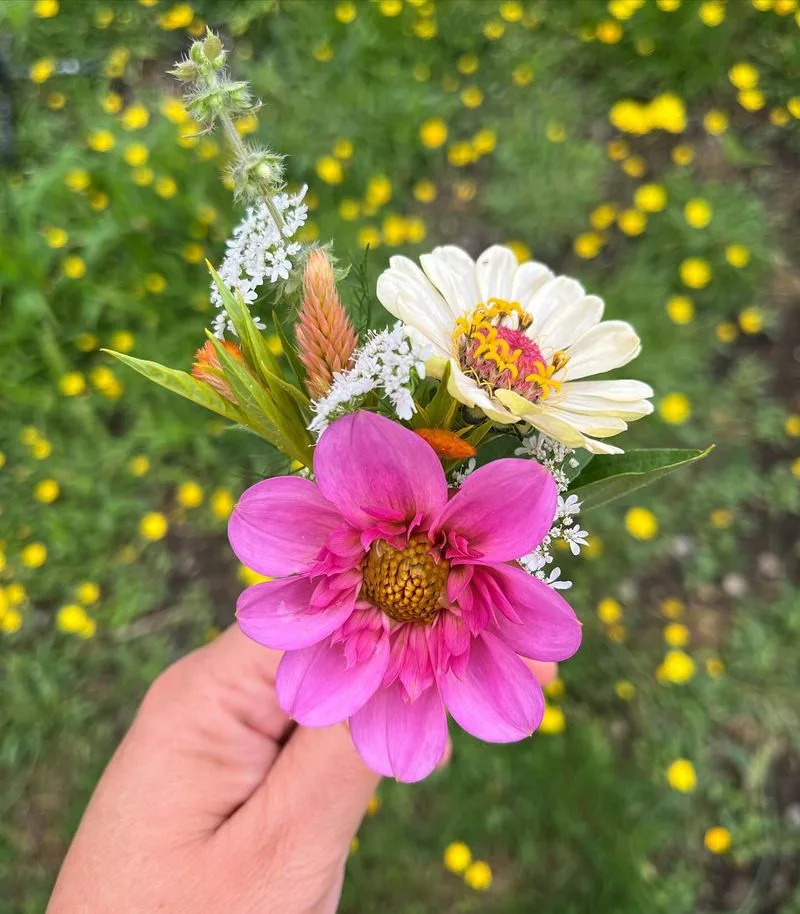 Cilantro Cosmos