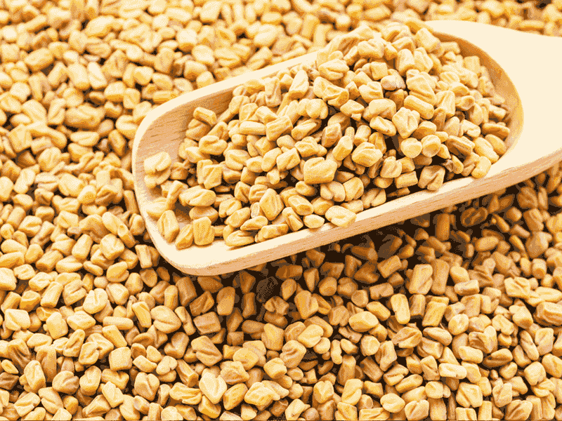 Fenugreek
