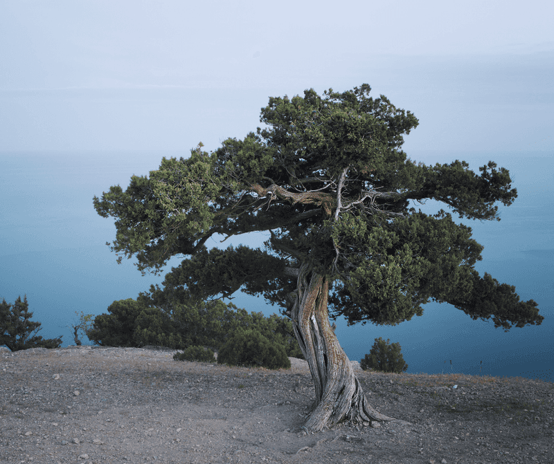 Juniper