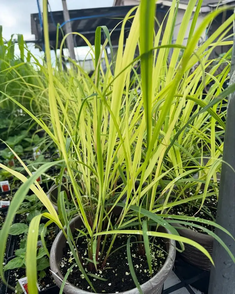 Citronella Grass
