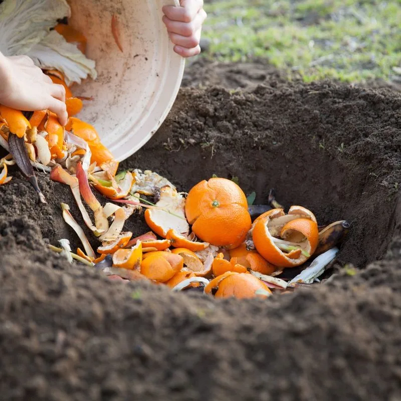 Citrus Peel Compost