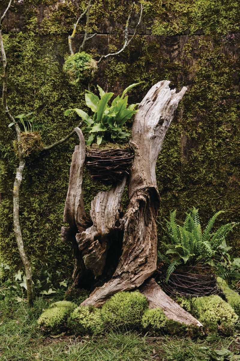 Shade-Loving Stump