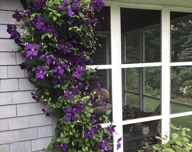 Clematis