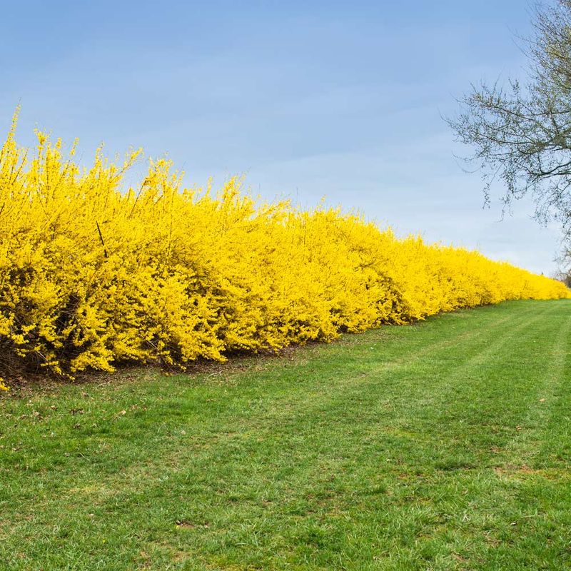Forsythia
