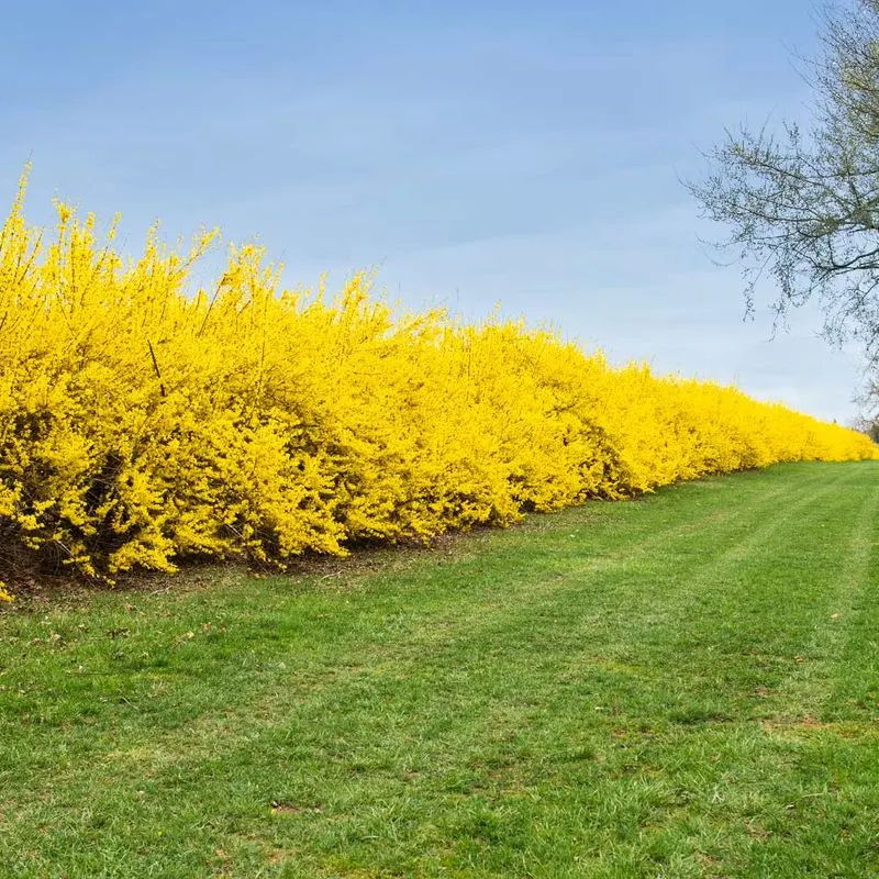 Forsythia
