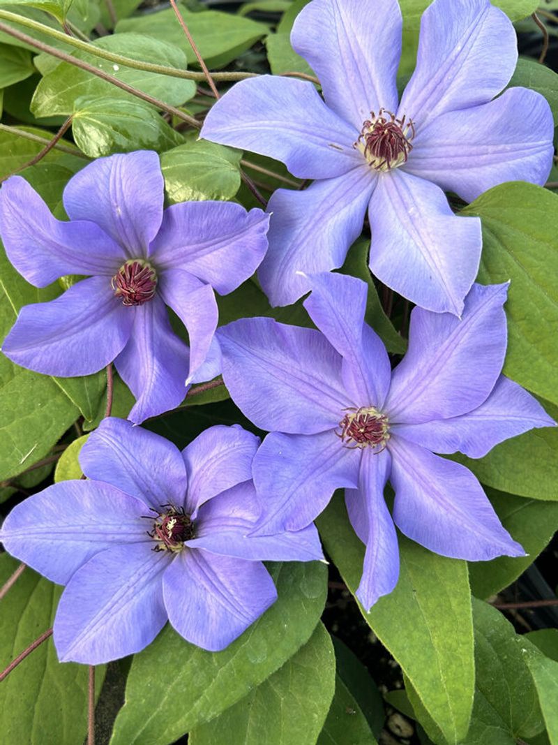 Clematis