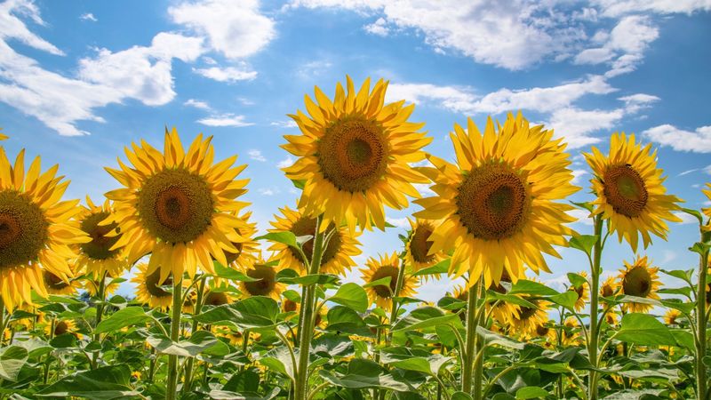 Sunflower