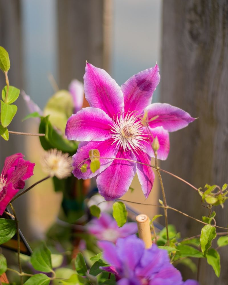 Clematis