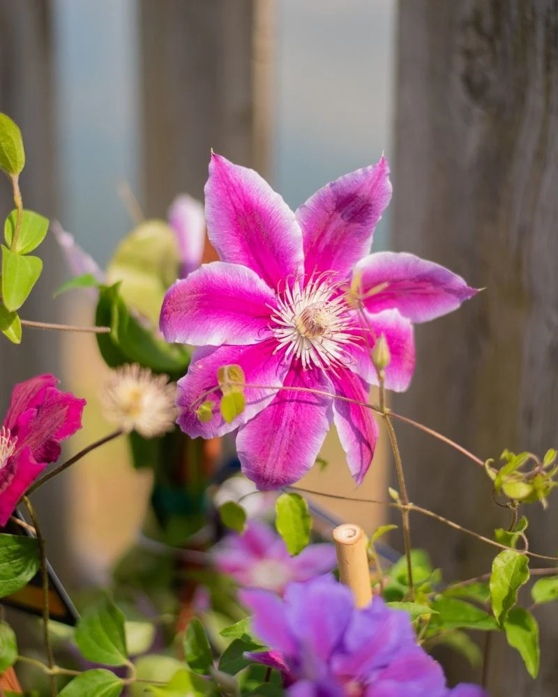 Clematis