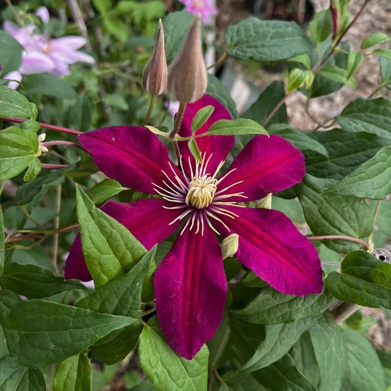 Clematis