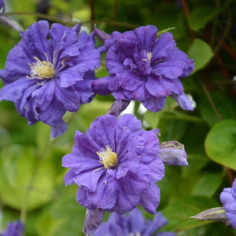 Clematis