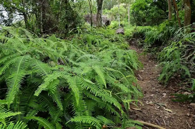 Ferns