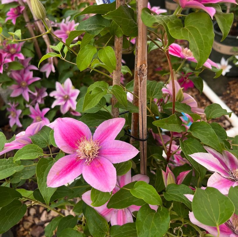 Clematis