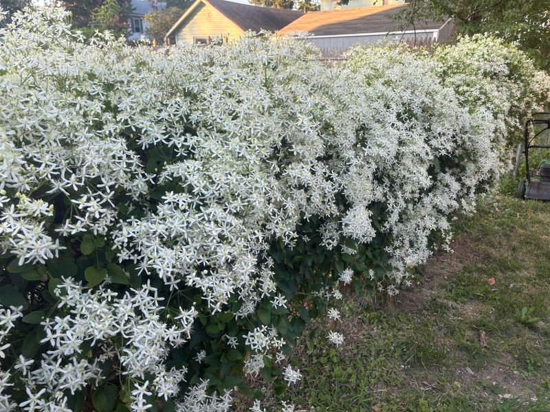 Clematis and Jasmine