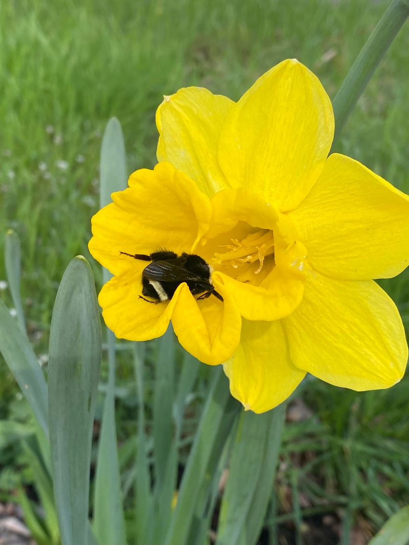Daffodil