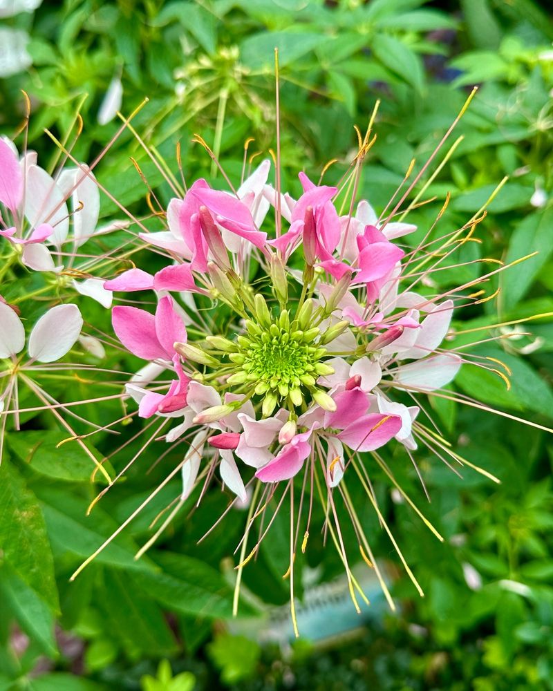 Cleome (Spider Flower)