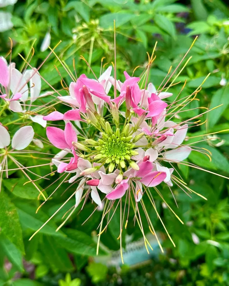 Cleome (Spider Flower)