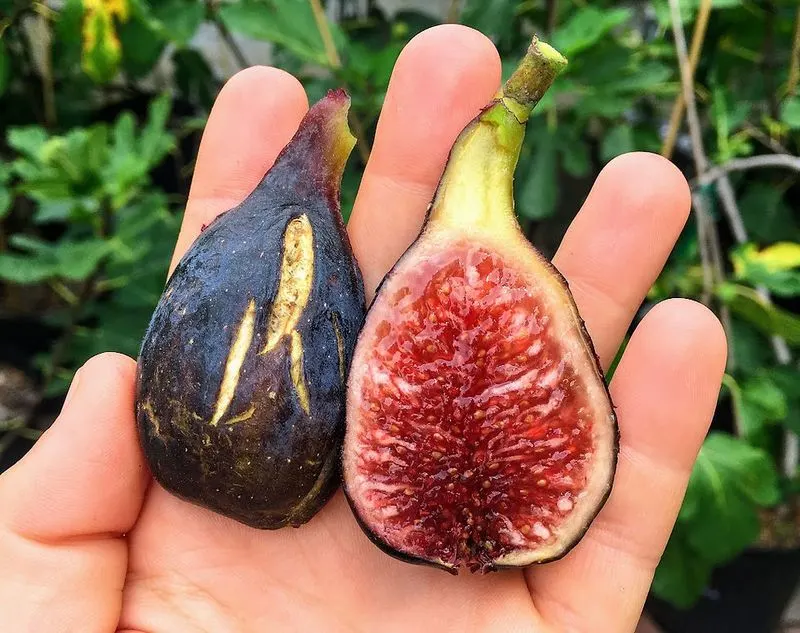 Harvesting Techniques