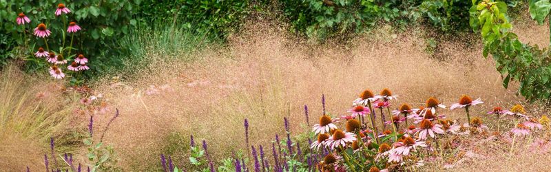 Native Grasses