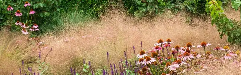 Native Grasses