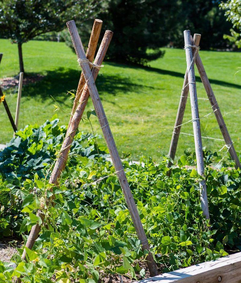 Climbing Plants on Structures