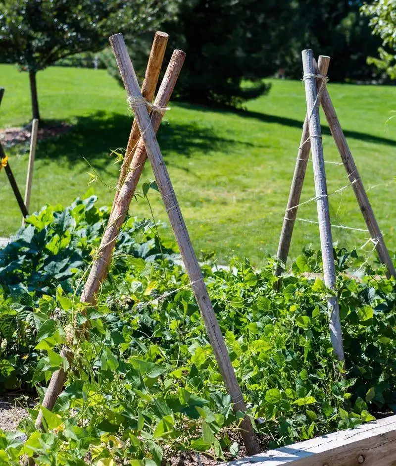 Climbing Plants on Structures