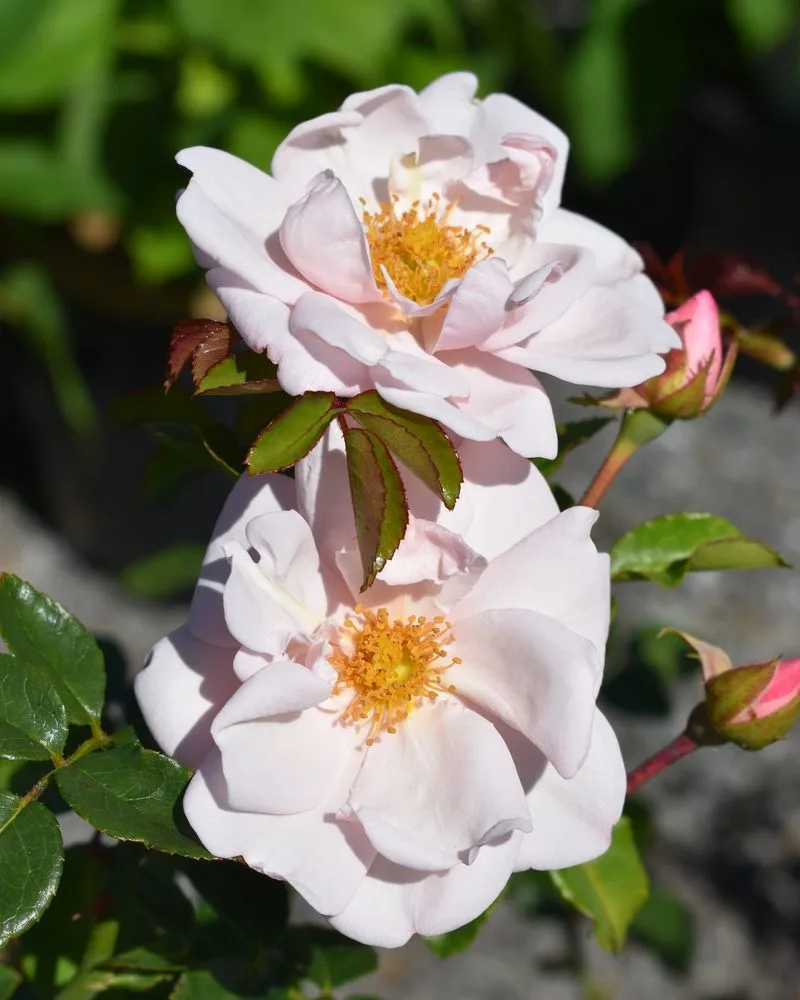 New Dawn Rose