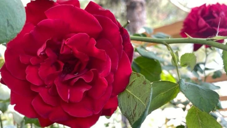Climbing Rose Varieties That Outlast the Relationships They Were Planted to Celebrate