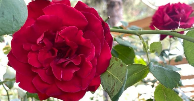 Climbing Rose Varieties That Outlast the Relationships They Were Planted to Celebrate