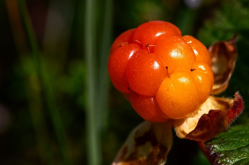Cloudberries