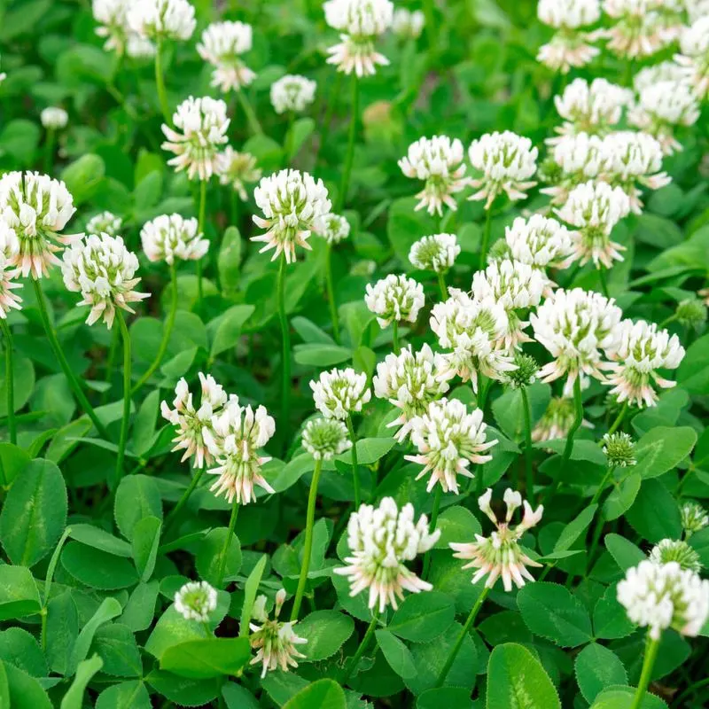 Clover