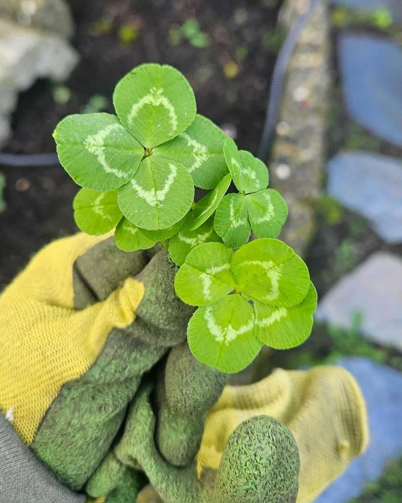 Clover
