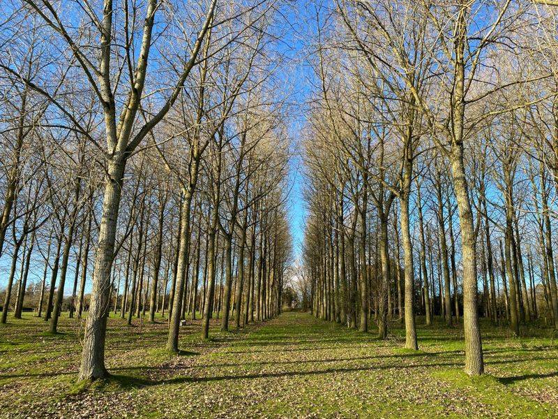 Poplar