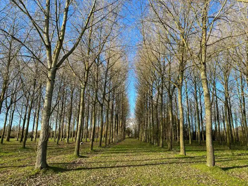 Poplar