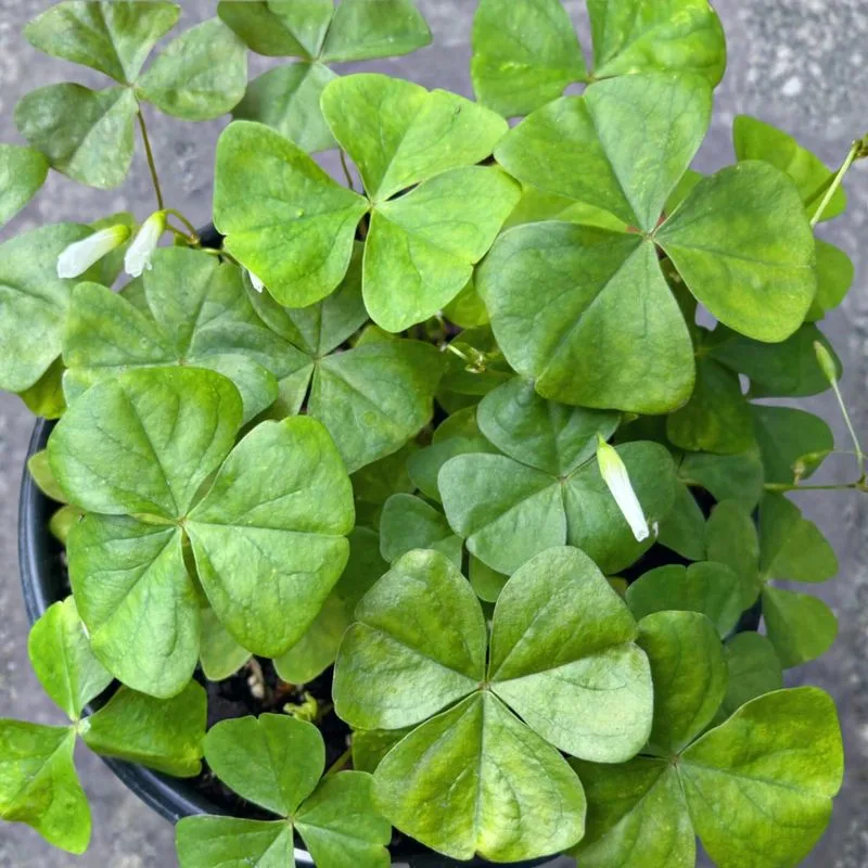 Clover