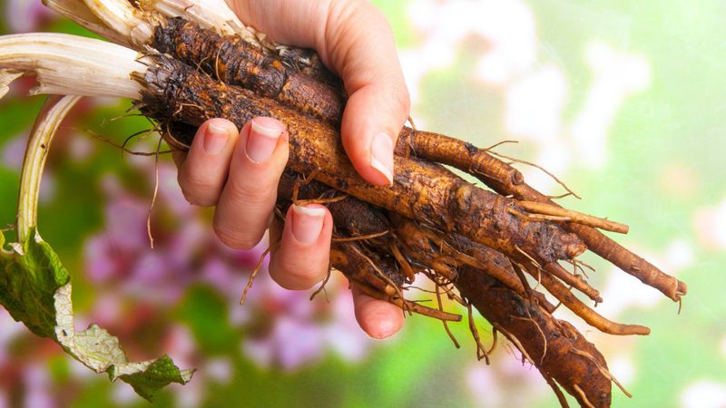 Burdock Root Amendment