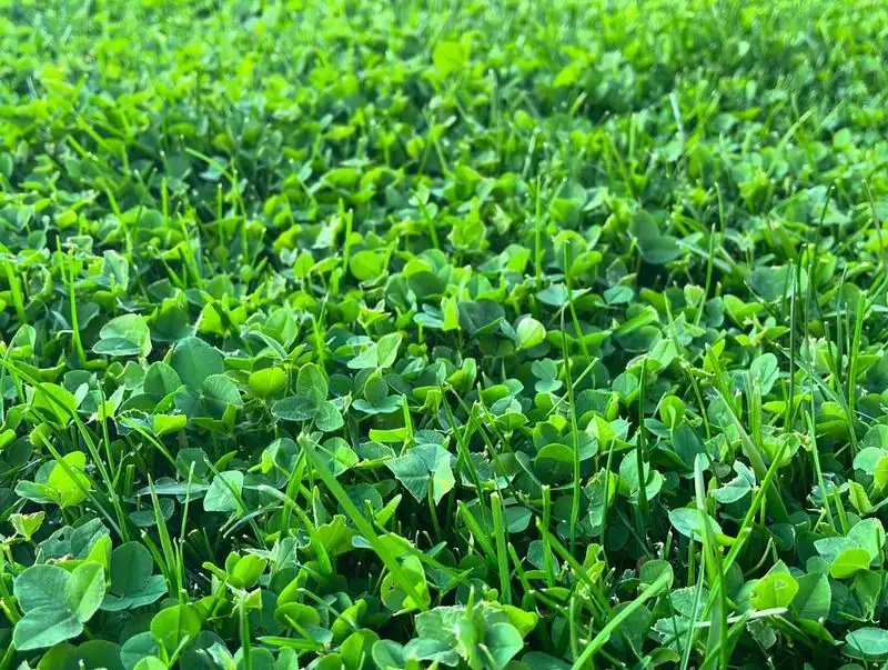 Clover Patches