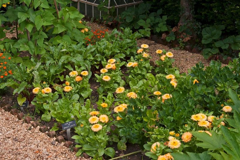 Clover's Role in Companion Planting
