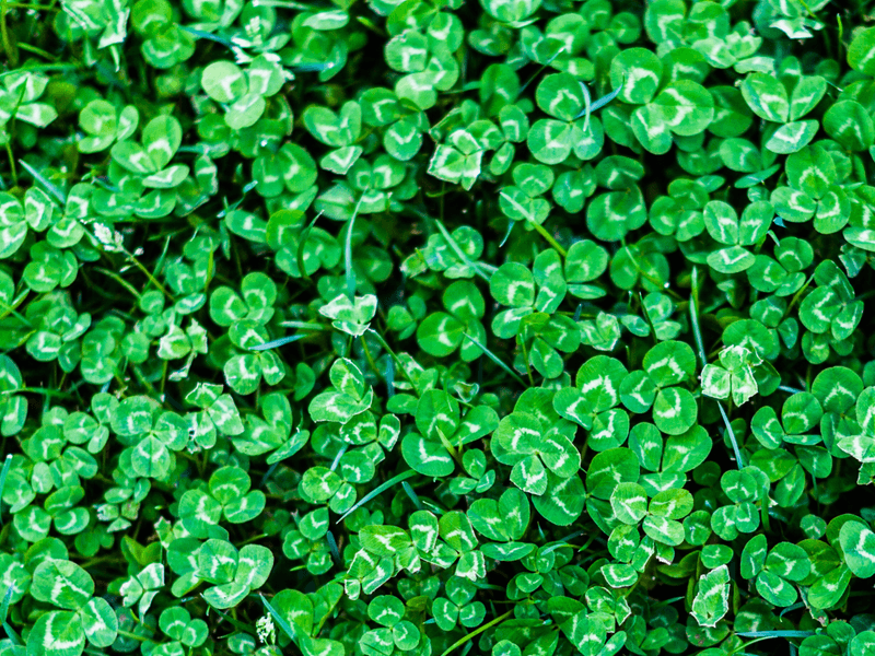 Clover
