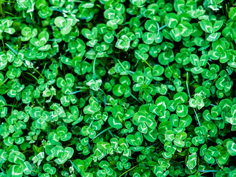 Clover