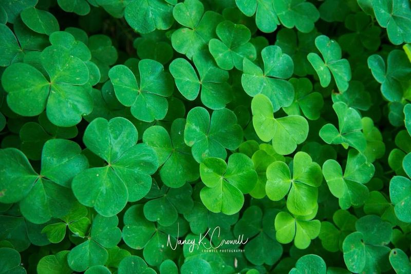 Clovers