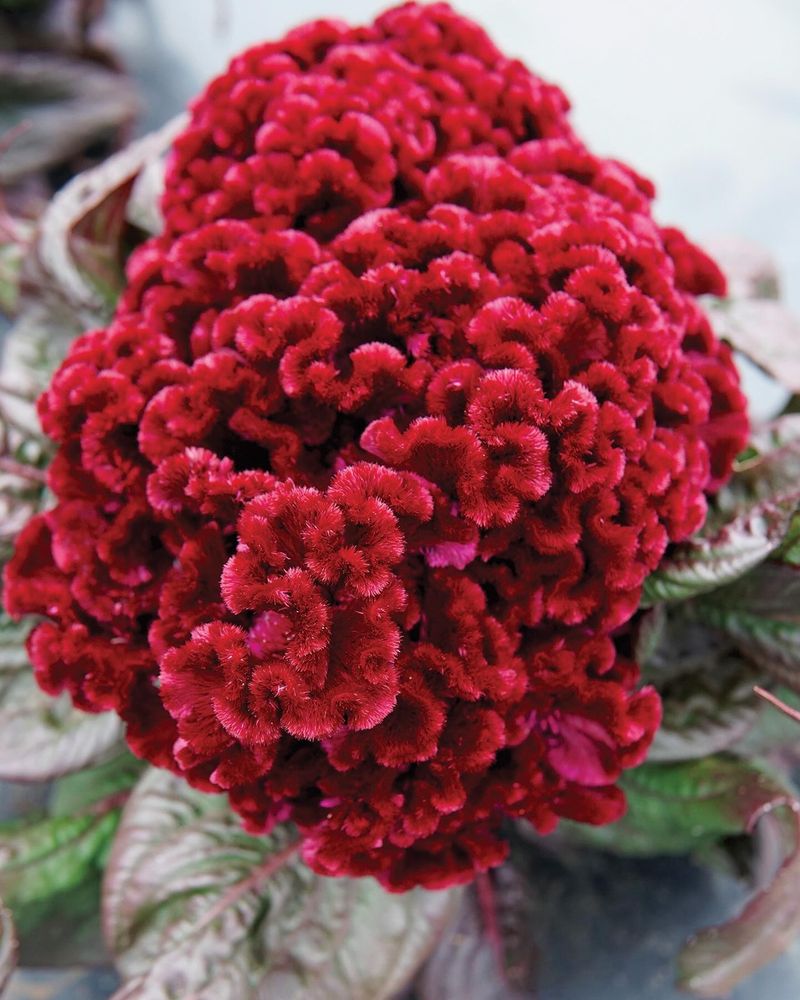 Cockscomb