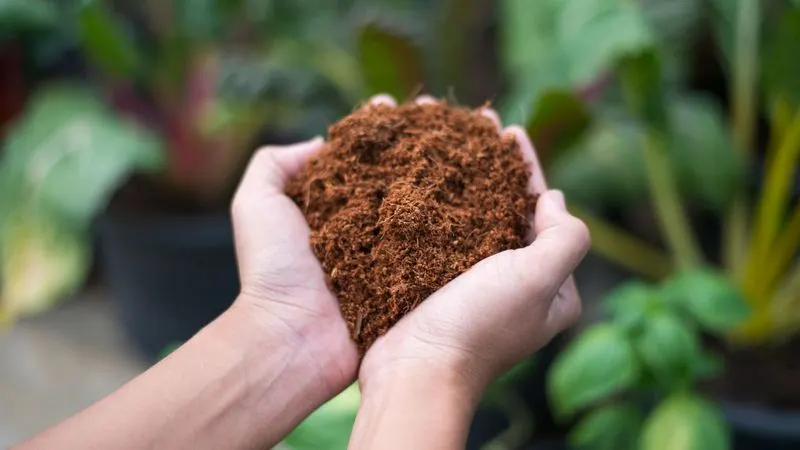 Coco Coir